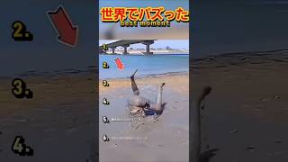 【俺の厳選】世界でバズった動画集🐾Part6