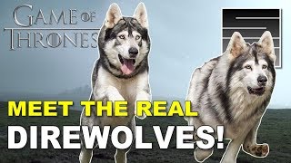 The Real Direwolves! - Game Of Thrones Season 8 Cast Interview!