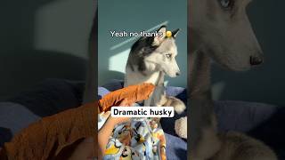 My pup refused his treat until mom hand fed the first bites #funnydog #dogmom #doglove #dogshorts