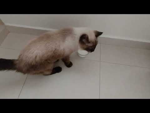 787 - Gata Secell cega pedindo leite... muito fofo 😍