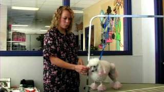 Dog Grooming : Poodle Dogs Grooming Styles