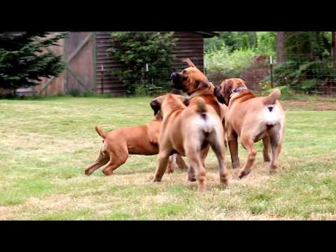 Guardian Boerboels - Barbarian Jazmine - Ginger - Tanka & Klein Sandfontein Lilly