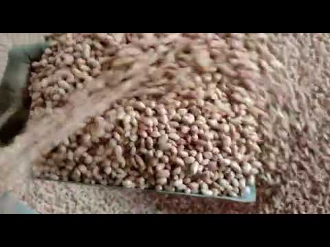 Groundnut Color Sorting Machine T20 -7 Chute