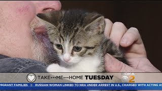 &quot;Take Me Home&quot; Tuesday: Kittens Looking For Homes