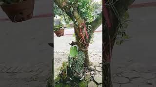 Download lagu #songlyrics #music mp3 Download lagu #songlyrics #music mp3