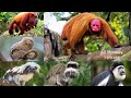 All Monkey Species In The World Types Of Monkey Baboon Rare Monkeys