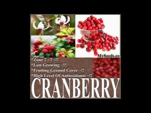 American Cranberry - Vaccinium macrocarpon Seeds  on  www.MySeeds.Co