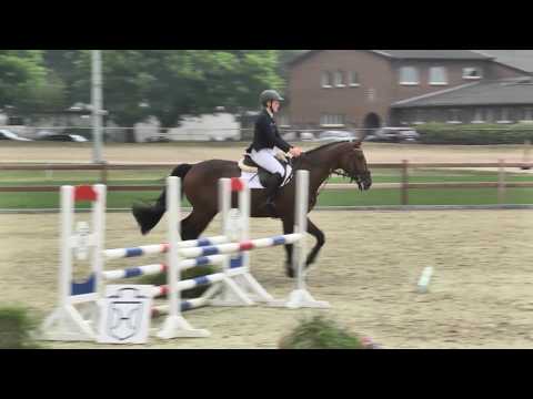 Holsteiner Sommerauktion | Nr. 20 - Lombaredo v. Leovisto - Calando I