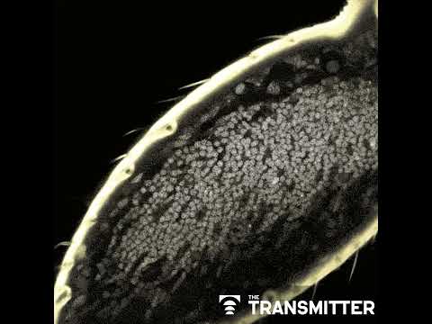 Ant olfactory neurons reveal new 'transcriptional shield' mechanism of gene regulation
