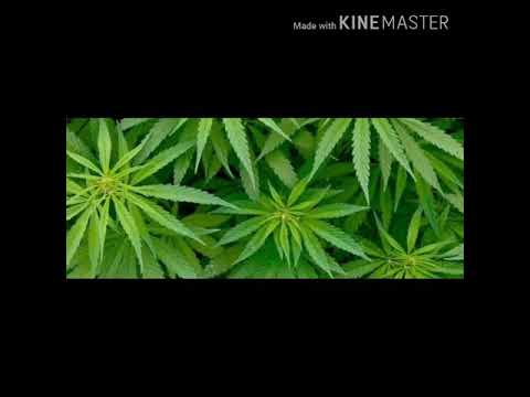 Danza con el diablo - Rocka