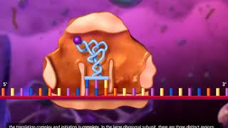 DNA transcription and translation McGraw Hill