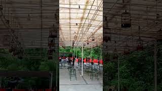 Download lagu simulasi lomba pleci auriventer mp3 Download lagu simulasi lomba pleci auriventer mp3