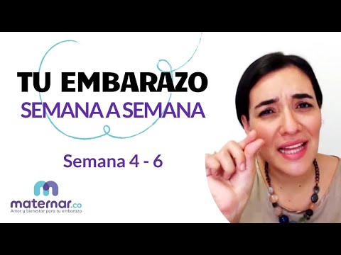 Semana 4 - 6 | Tu embarazo semana a semana | Maternar.co