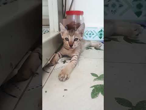 #funny #catviralvideo #pets #dogcatfunny #petscomedy #cuteanimals