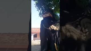 Download lagu Barongan kalirejo kecamatan kangkung kendal mp3