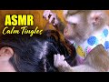 ASMR Calm Tingles Monkey Grooming Sounds For Deep Relaxing Sleep