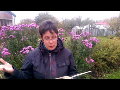 Ingunas pieņemtais izaicinājums