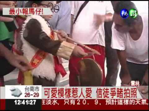 全台最小報馬仔 廟會他最吸睛!