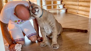Он приютил мокрого пумёнка и получил безграничную любовь в ответ!🥹