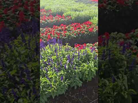 Ka Bloom festival flowers in botanical garden in Sylvan Victoria