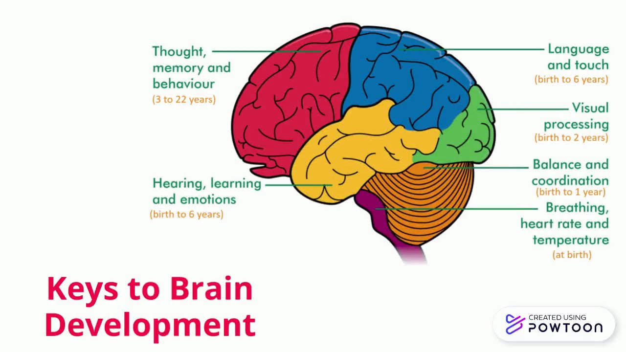 3 keys to brain development