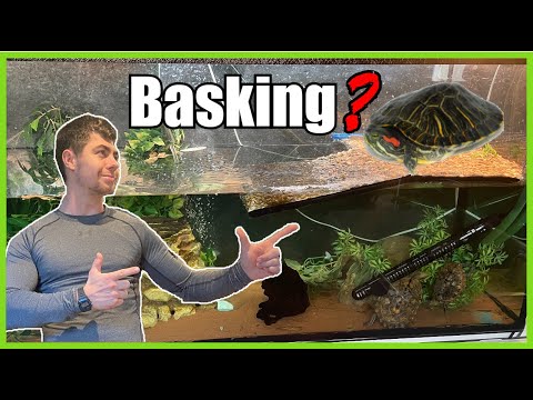 Why is my turtle not basking?