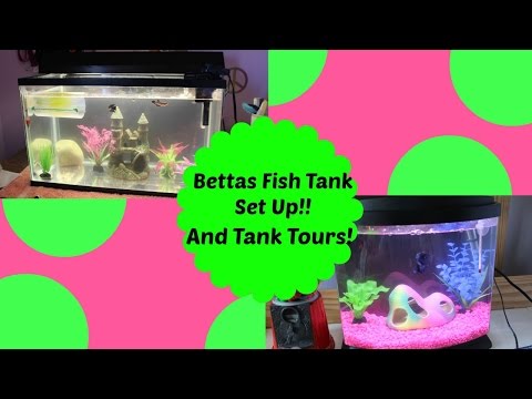 My Bettas Fish Setup!Tank Tours!