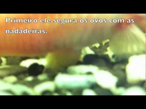 Desova do Coridora Albino - Naoshi