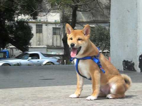 不敢下樓梯的地瓜(原發表者:Benson)(影片)