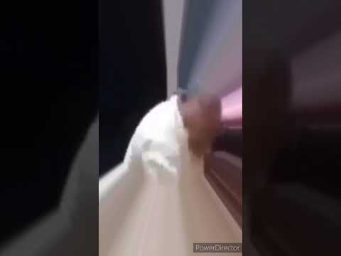 GORO GORO MANCING Lali Anak Bojo. Cover Musik (Yogi.rph..)    @yogi.rph