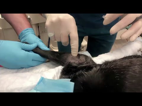 Joint injections - A targeted therapy for joint care and osteoarthritis management in dogs