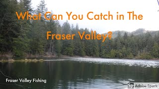 What Can You Catch In The Fraser Valley? Part 1