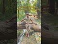 Uttarakhand Forest Forest Guard Forester Ranger Police Status Motivation Shorts