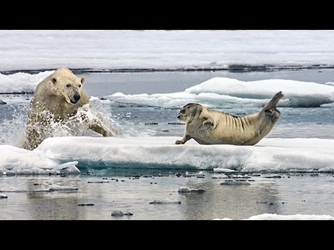 Un ours polaire affamé surprend un phoque - ZAPPING SAUVAGE