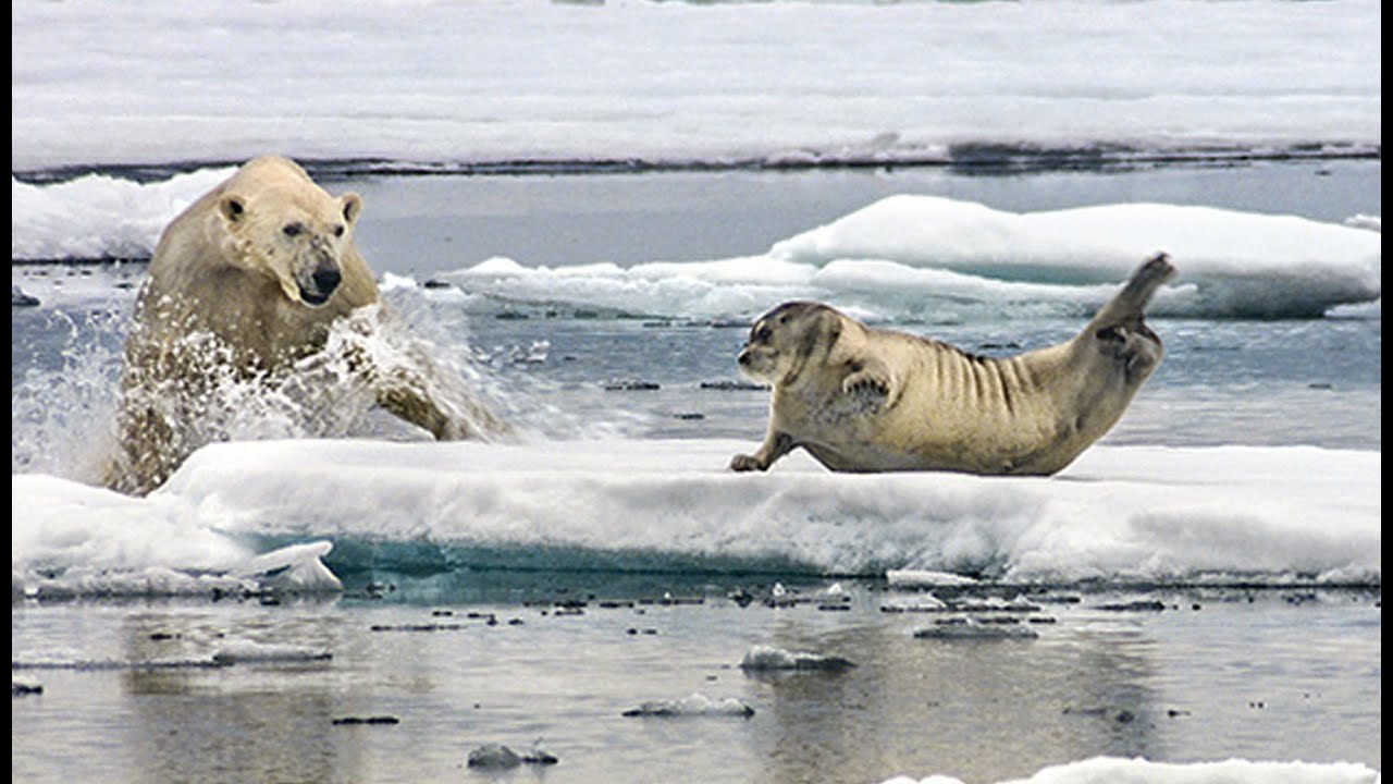 Un Ours Polaire Affame Surprend Un Phoque Zapping Sauvage Youtuberandom Un Ours Polaire Affame Surprend Un Phoque Zapping Sauvage Youtuberandom