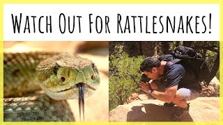 How to Deal with Rattlesnakes | 10 Tips to Avoid an Encounter & Survive If You’re Bitten