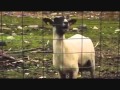 Selena Gomez - A Year Without Goat (Goat Edition ...