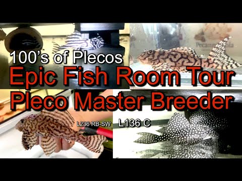 Epic Fish Room Tour of Pleco Master Breeder Lucas from Sweden! soo many Rare Plecos in one video!!!