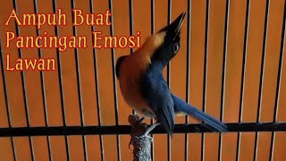 Download lagu Tledekan Bakau Gacor || Buat lawan Emosi mp3