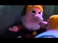 The 7 Dwarfs Discover Frazzle