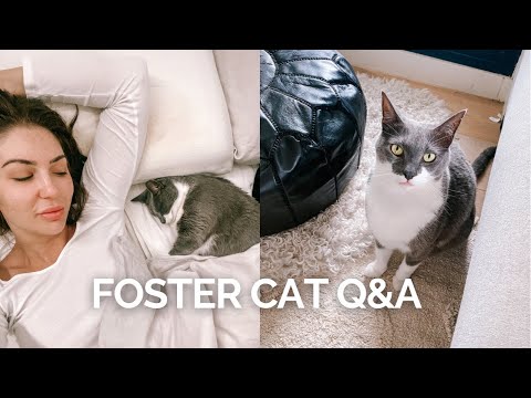 FOSTER CAT Q&A 🐱 | honest & raw chat + how to start fostering animals