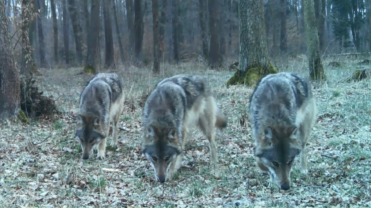 Reakcja wilków na zapach człowieka