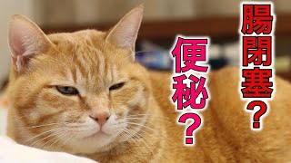 猫が腸閉塞？便秘？茶々を病院に連れて行きました！