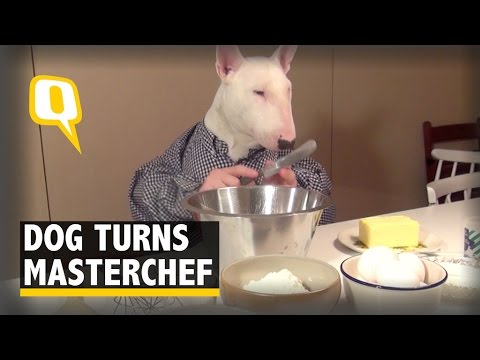 Dog’s Dessert: We Bet You Can’t Bake This Well!