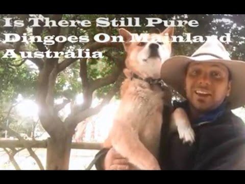Is There Still Pure Dingoes On Mainland Australia?