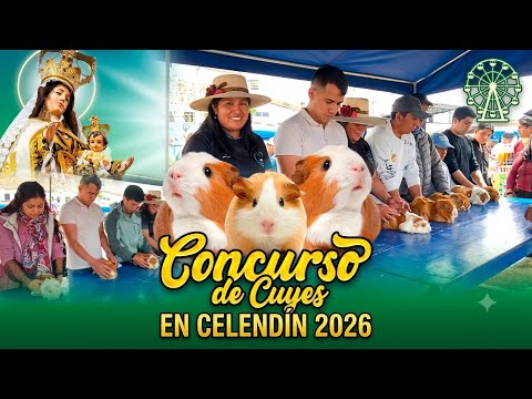 🐹🏆 Así fue el Gran Concurso de Cuyes | Celendín 2026