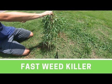 image-What happens when crabgrass dies?