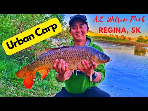Urban Carp Fishing in Regina Saskatchewan at A.E. Wilson Park