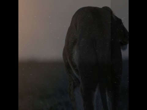 DJ Lion, Bondi, ROTH - The Lion (Original Mix) Going Deep Special 2