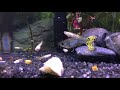 Guppy Fry Gorging On A Banana Slice In Aquarium